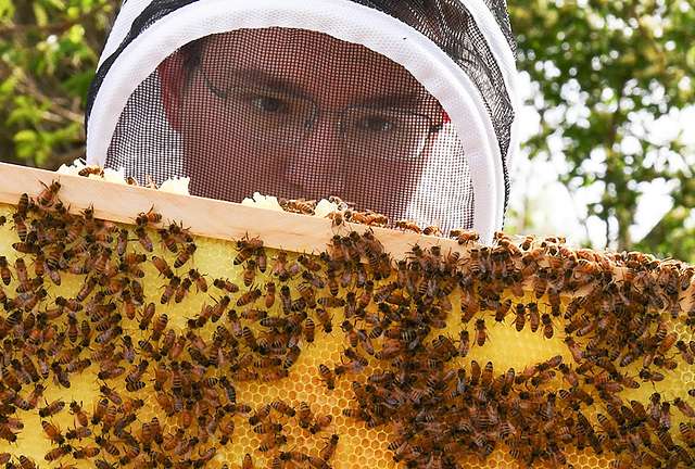 bee keeper staring at a frame with bees