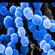 Clusters of round, blue bacteria seen under a microscope, set against a dark background.