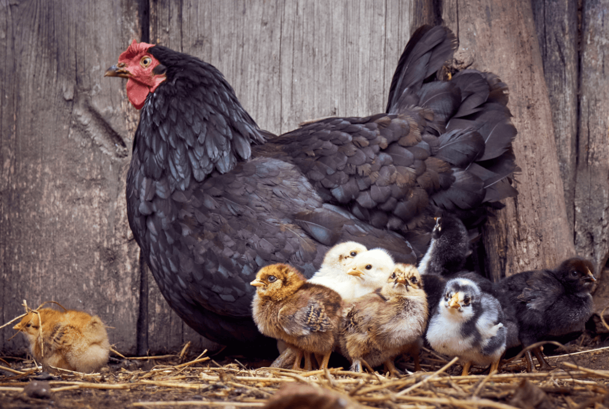 Black hen with chicks
