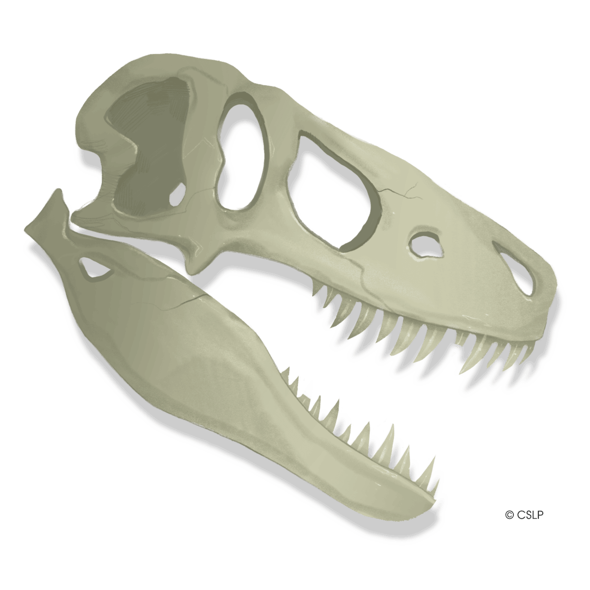 cslp 2026 dino skull